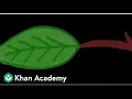 Anatomy of Leaf Anatomy of Flowering Plants Biology Khan Academy