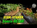 Download Lagu Suara pikat burung Ayam-ayaman Suara besar terbaru 100% jitu