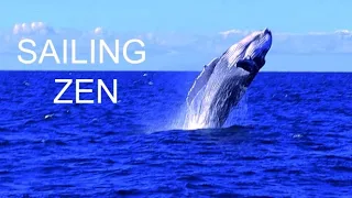 Stress release: mesmerizing whale shark and humpback mother and new-born- Sailing Zen