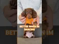 Download Lagu BETTER WHEN I’M DANCING #minidachshund #puppy #dance ##dachshundpuppy #dachshund #cutepuppy #cutedog