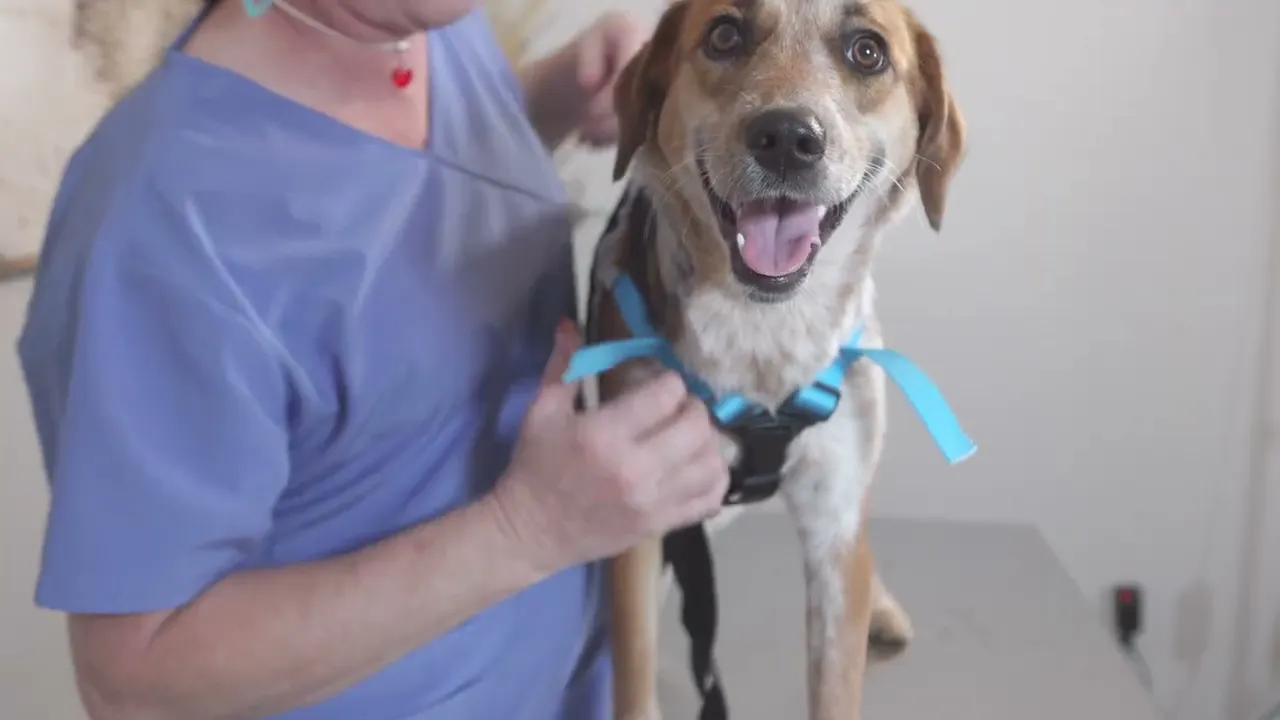 Fitting Video for how to put on a Wiggleless Dog Back Brace
