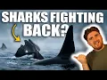 This Shark Did The Unthinkable Against A Killer Whale
