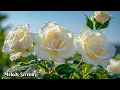 Download Lagu BREATHTAKING MUSIC🌺Healing the soul and good for the heart🌿Great music by Sergey Grischuk #4