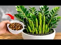 BOMB Just 1 Spoon Unlocks Any Stuck Zamioculcas Growers Technique