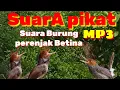 Download Lagu MASTERAN NONSTOP SUARA PIKAT BURUNG PRENJAK BETINA TANPA IKLAN