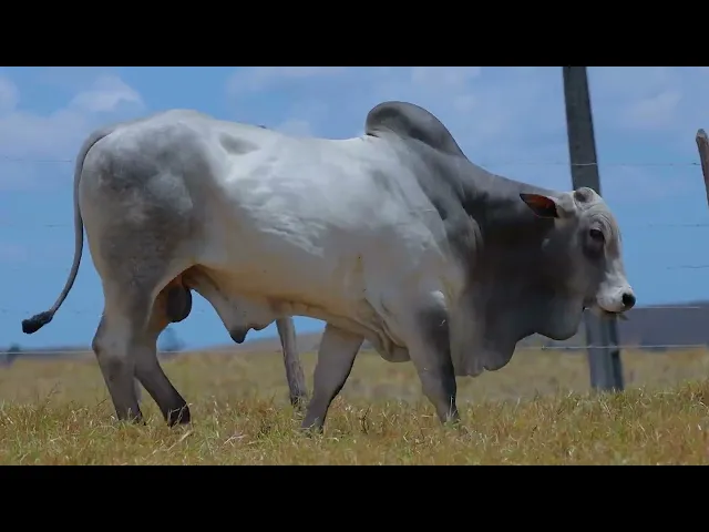 Touro Nelore SABZ - 62