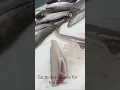 Download Lagu How to fillet whiting nice and simple!
