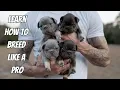 Learn how to whelp puppies how to breed like a PRO Whelping tips tricks and breeding secrets