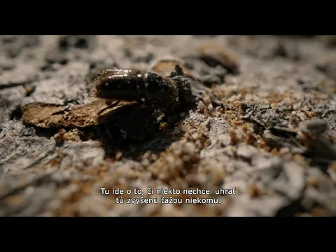 Hlas lesa trailer