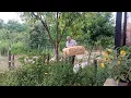 Download Lagu Wir brauchen Stroh Selbstversorger Alltag in Ungarn Folge 226