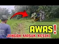 Lagu 🔴Viral angker diluarnalar kejadian tiba-iba muncul ular dan harimau gaib