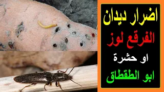 اضرار ابو الطقطاق  او الفرقع لوز وعلاقته بالديدان السلكية دندنها