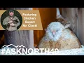 Cold Weather Chickens Choosing the Right Breeds for Winter