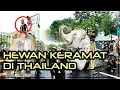Download Lagu Ternyata Ini Alasan Gajah Putih Dikeramatkan di Negara Thailand!