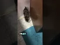 Unbelievable Cat Surprise in OKC Friend s Kitty Stole the Show