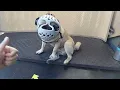 Why I Use This Style of Dog Muzzle with Short Nose Dogs