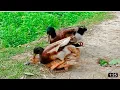 Duck meeting // Duck sex // #Duck_meeting