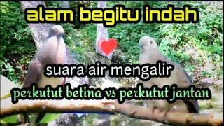 Download Suara air dan perkutut di alam liar. Perkutut bakalan langsung bunyi. MP3