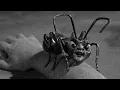 Outer Limits 1963 Bruce Dern Plays Another Maniac Bank Robber This Time