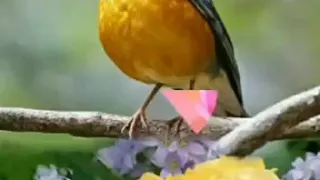 انشوده دينيه بسم الله الرحمن الرحيم   دندنها