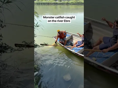 This fish is a monster 😱