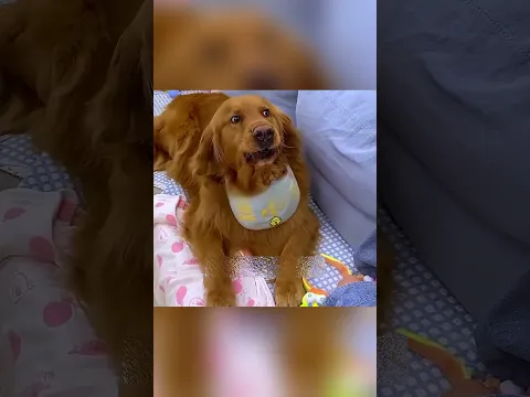 The Dog’s Unexpected Birthday Wish
