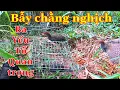 Download Lagu Cách bẫy chim chằng nghịch,quốc hoa (3 yếu tố quan trọng)