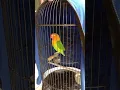 Lagu Love bird(rajanya tengkek buto)
