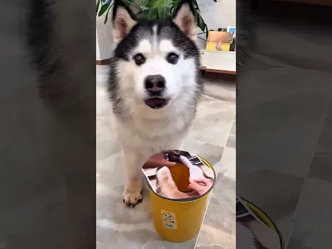 This Dog Was NOT Happy With His Owner! 😂🐶