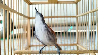 burung sniper ngebren fariasi suara top markotop 