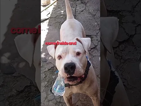 Hilarious Animal Dubbing: You Won't Believe What They're Saying!