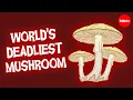 Download Lagu This mushroom will kill you before you know what’s happening - Michael Beug