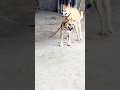 Wait… She’s a Girl Too?! 😂#funny #dog#dogs