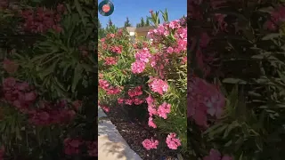 راغب علامة   لو شباكك ع شباكي دندنها