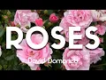 What Makes Roses So Special? Find Out!