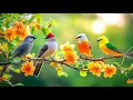 Lagu Holiday Stress Relief: Birdsong 🕊️🕊️🕊️ \u0026 Piano for Workplace Calm