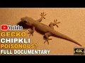 Chipkli The Truth About House Gecko Poisonous or Not Full Life Documentary in 4K U