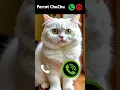 Download Lagu cat calling 😎 #ringtone #smartphone #music #ringtones #song #cat #ringintone #funny