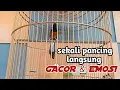 Download Lagu Tercepat Merangsang Emosi, BIKIN MURAI DIEM JADI GACOR EMOSI.