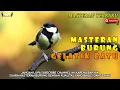 Download Lagu PANCINGAN BURUNG GELATIK BATU CEPAT GACOR || MASTERAN BURUNG GELATIK BATU