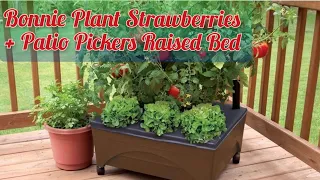 PLANT STRAWBERRIES PATIO PICKERS RAISED BED KIT