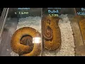 Conroe HERPS Show Part 2 January 2024