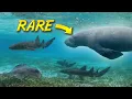 Search for the Endangered Antillean Manatee with SHARKS