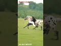 Download Lagu A horse riding master from north China's Inner Mongolia