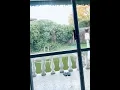 Danny Chan (陈百强) - Ripple