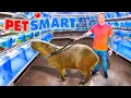 Taking My Capybara to PetSmart