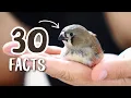 What Makes Finches So Special 30 Facts You Need to Know