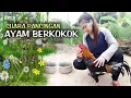 Download Lagu Pancingan Suara Ayam Bangkok Agar Cepat Berkokok