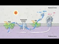 Photosynthesis Part 5 Light Reactions HHMI BioInteractive