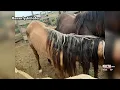 Belle Fourche Alleged Animal Neglect